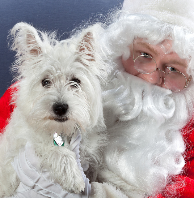 Joulupukki ja koira