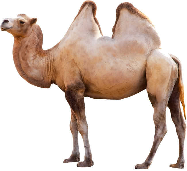 Kameli