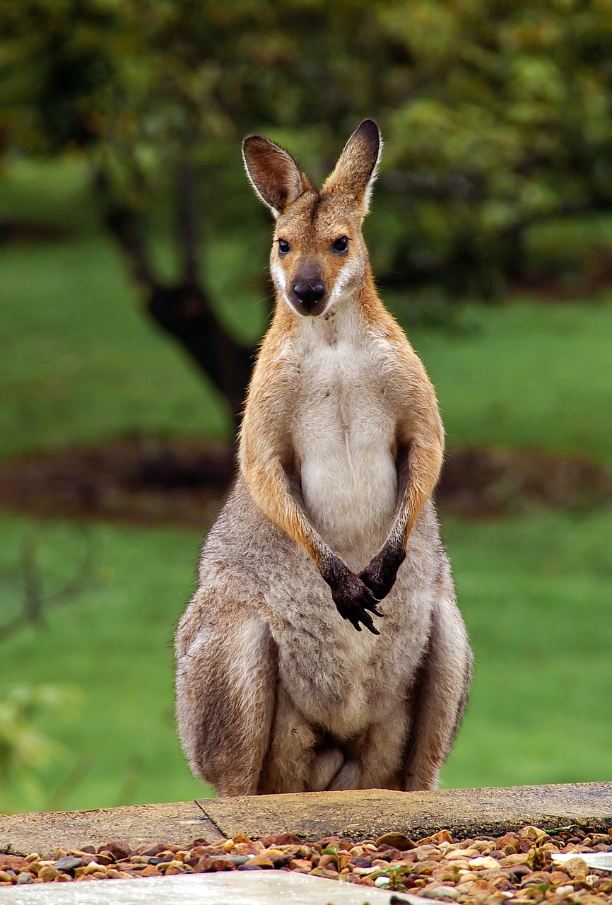 Wallaby Group 72