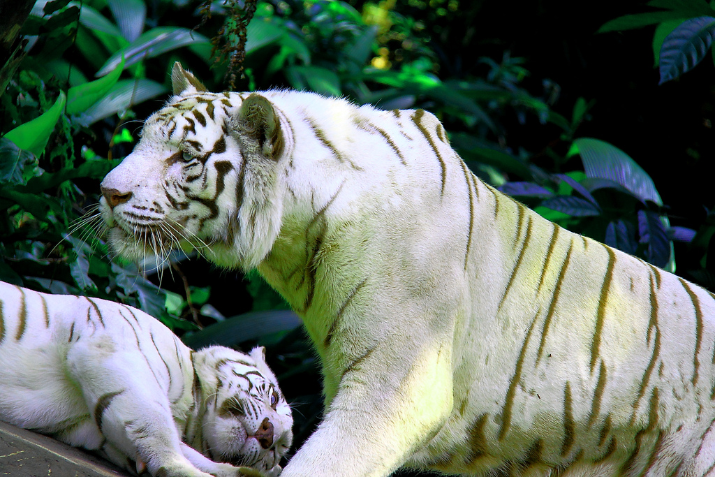 Valkoinen tiikeri