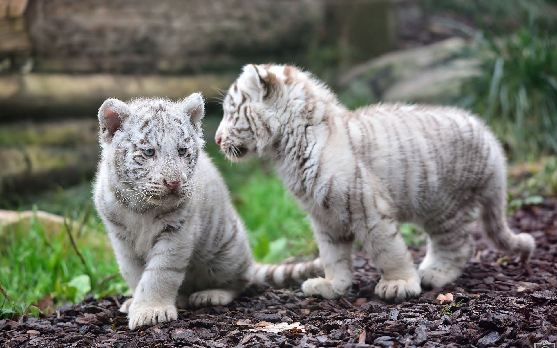 Valkoiset tiikerit