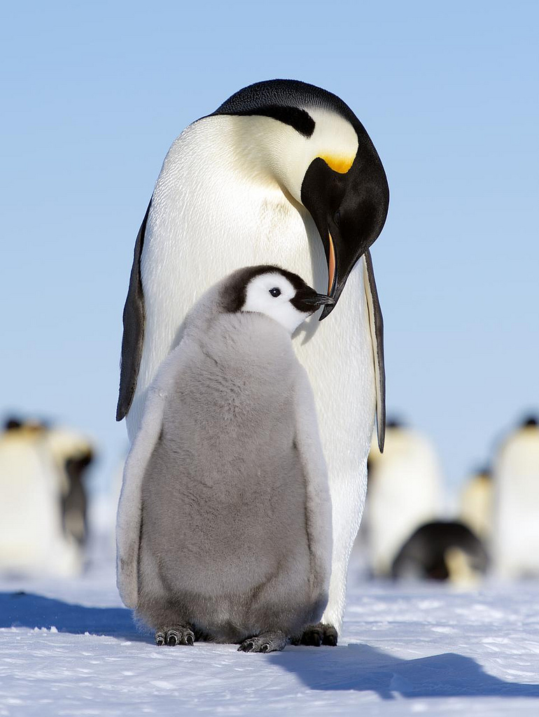 Keisaripingviini