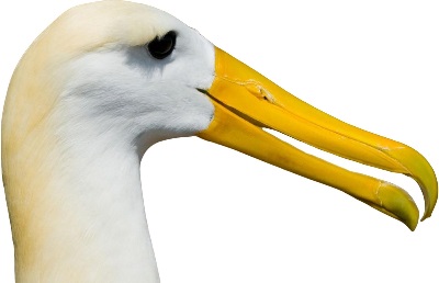 Albatrossit