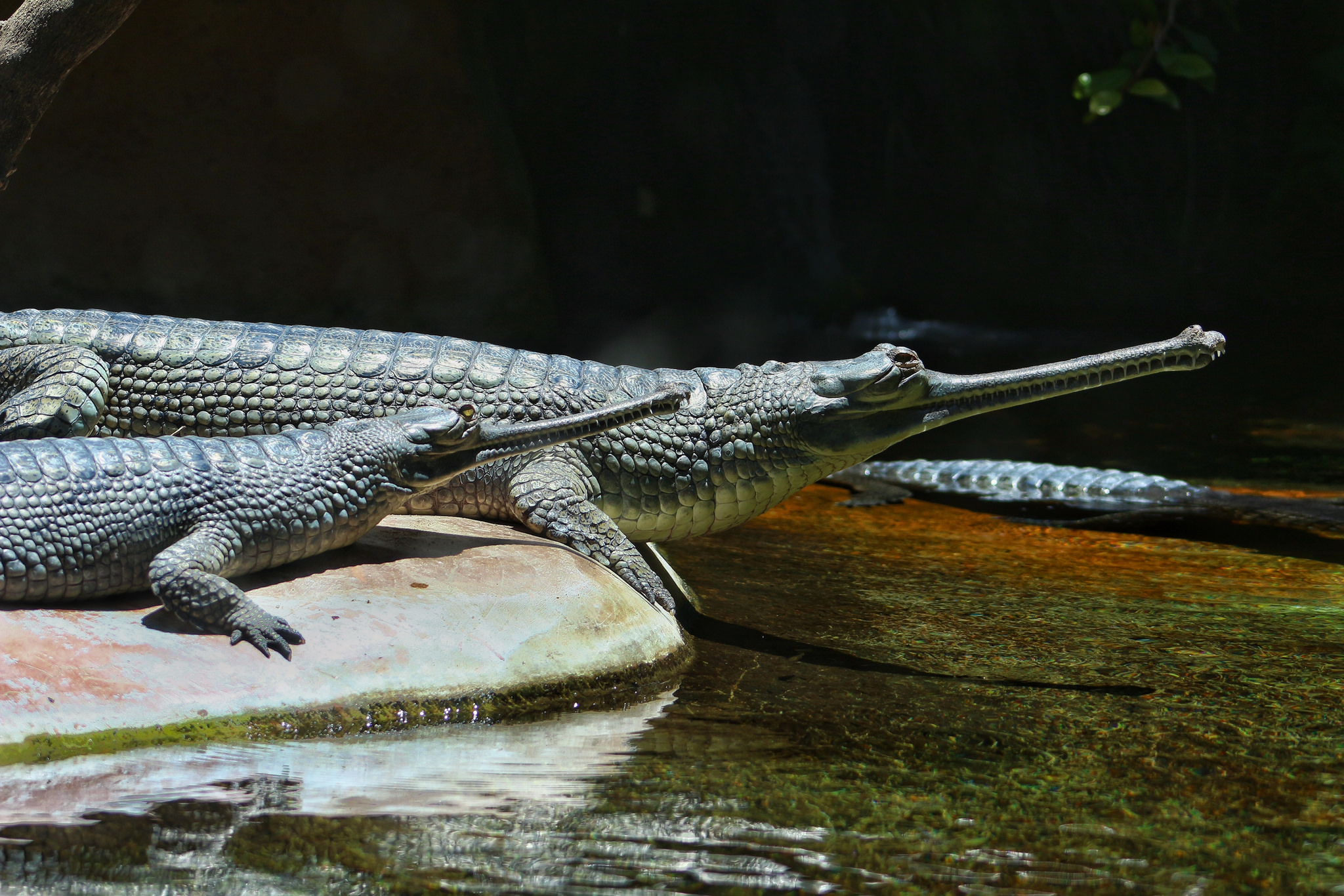 Alligaattori Krokotiili