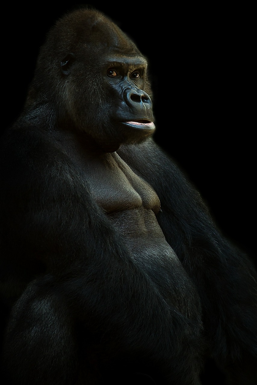 Hillitty gorilla
