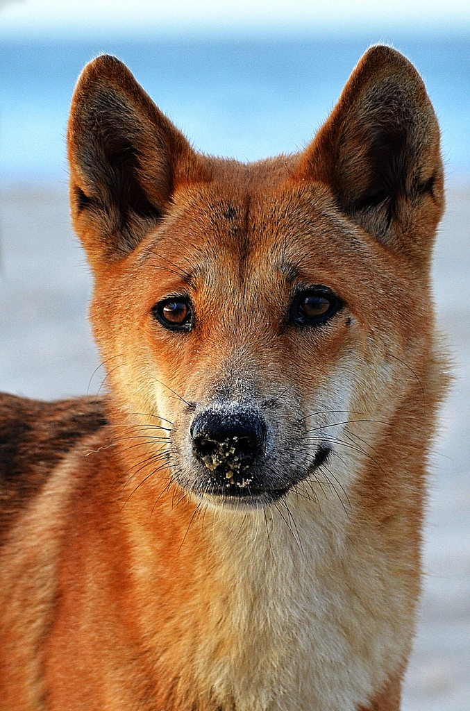 Canis lupus dingo