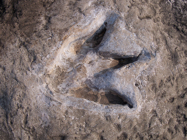 Acrocanthosauruksen jalanjälki