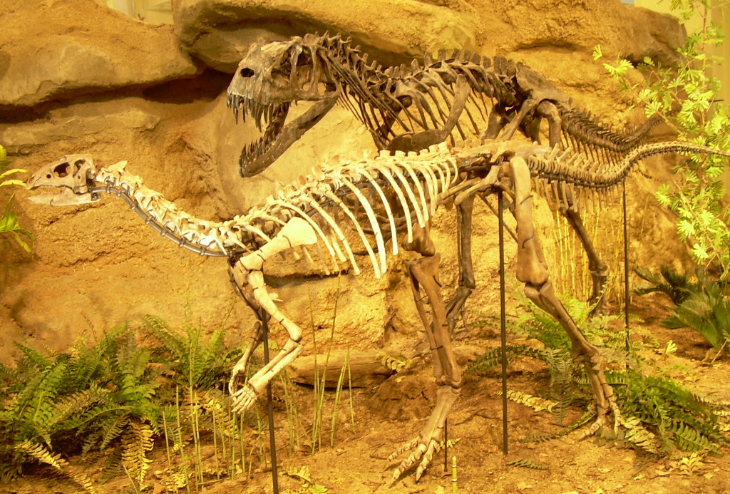 Dryosaurus and Ceratosaurus