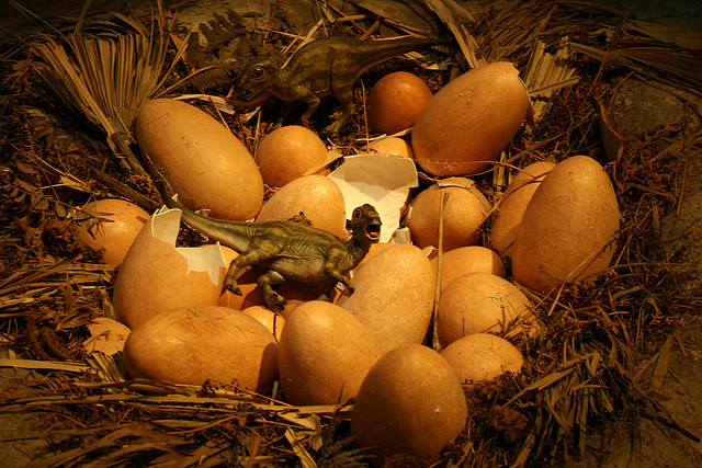 Dinopoikanen ja munat