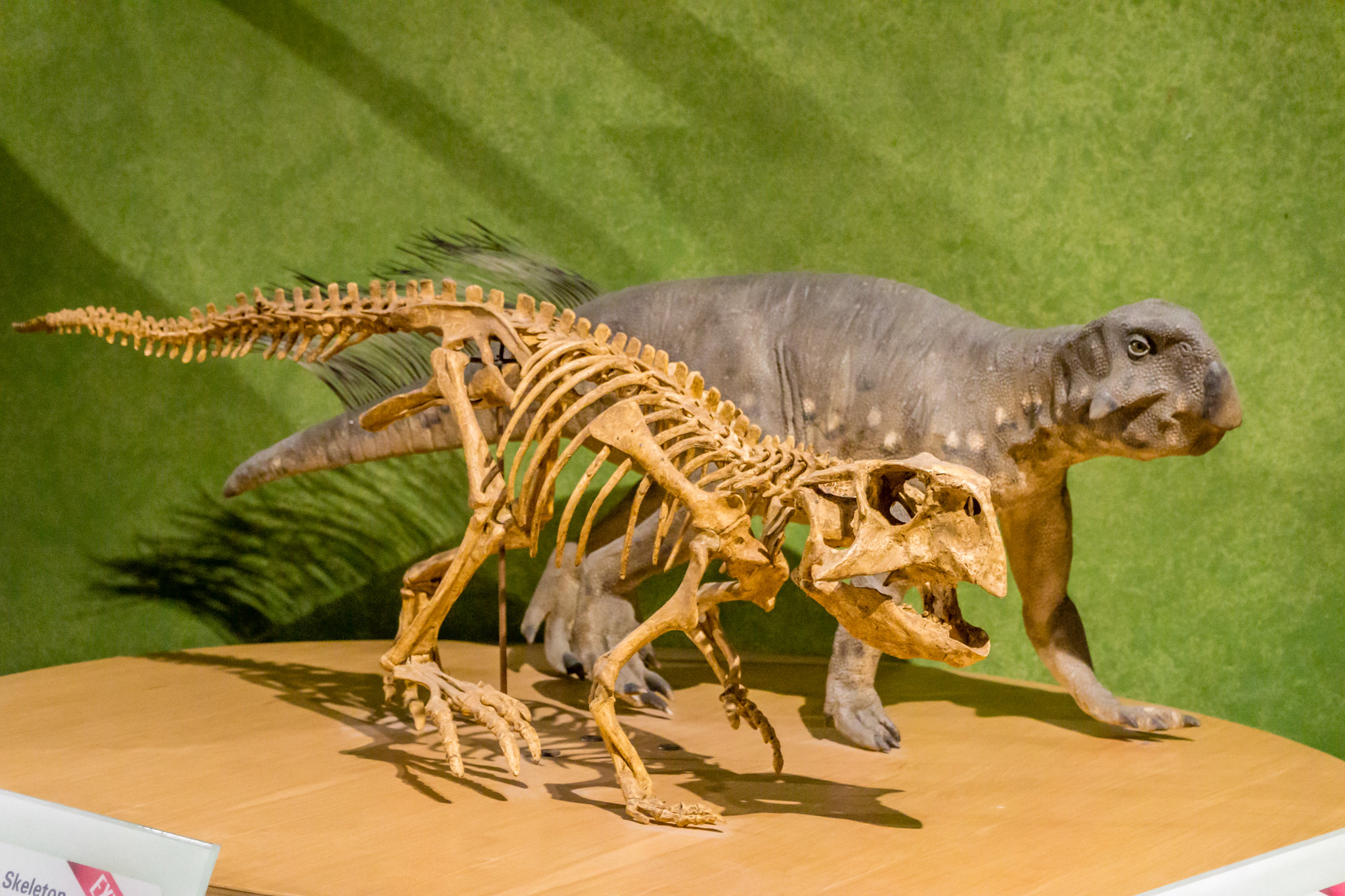 Psittacosaurus meileyingensis