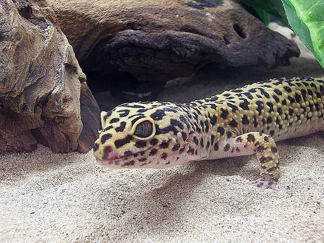 Leopardigekko
