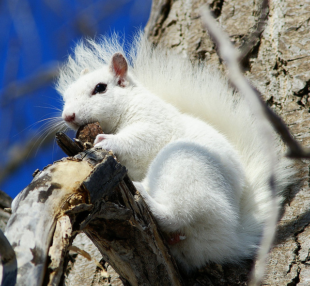 Valkoinen orava