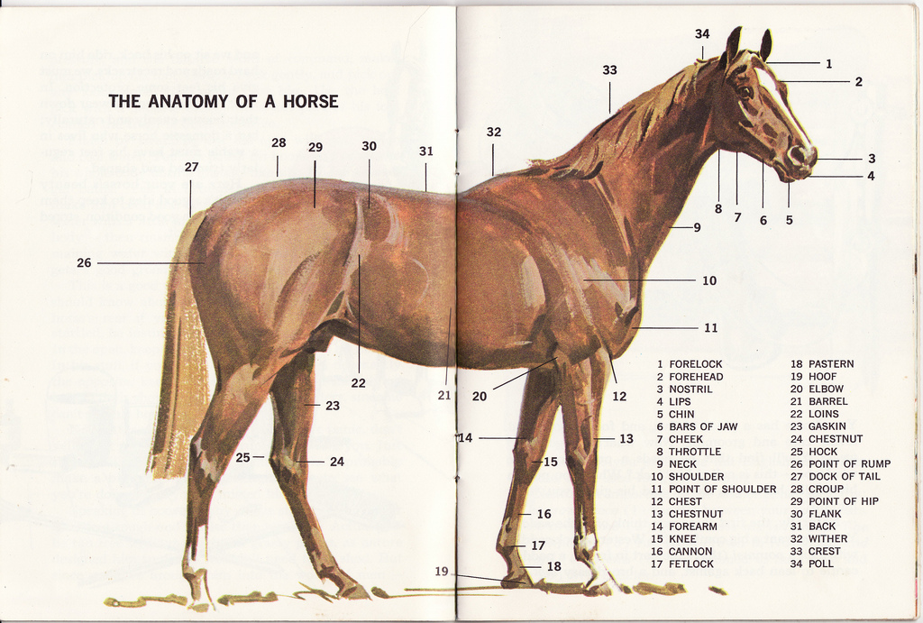 Hevosen anatomiaa