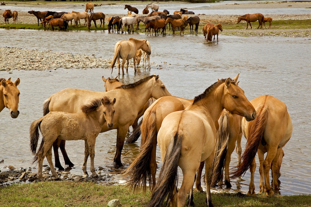 Mongolian hevosia