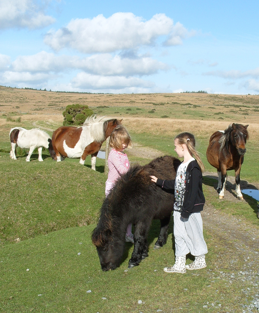 Dartmoorin poneja ja tytöt