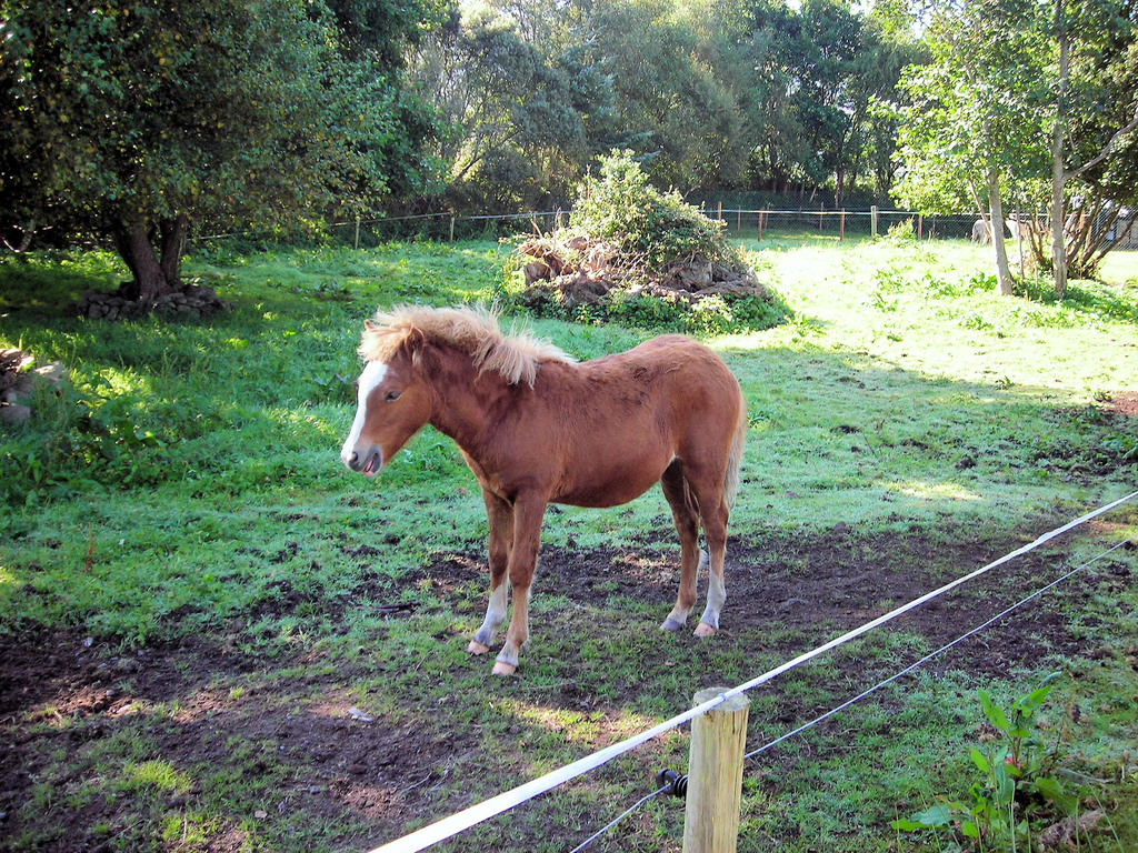 Kerry bog pony
