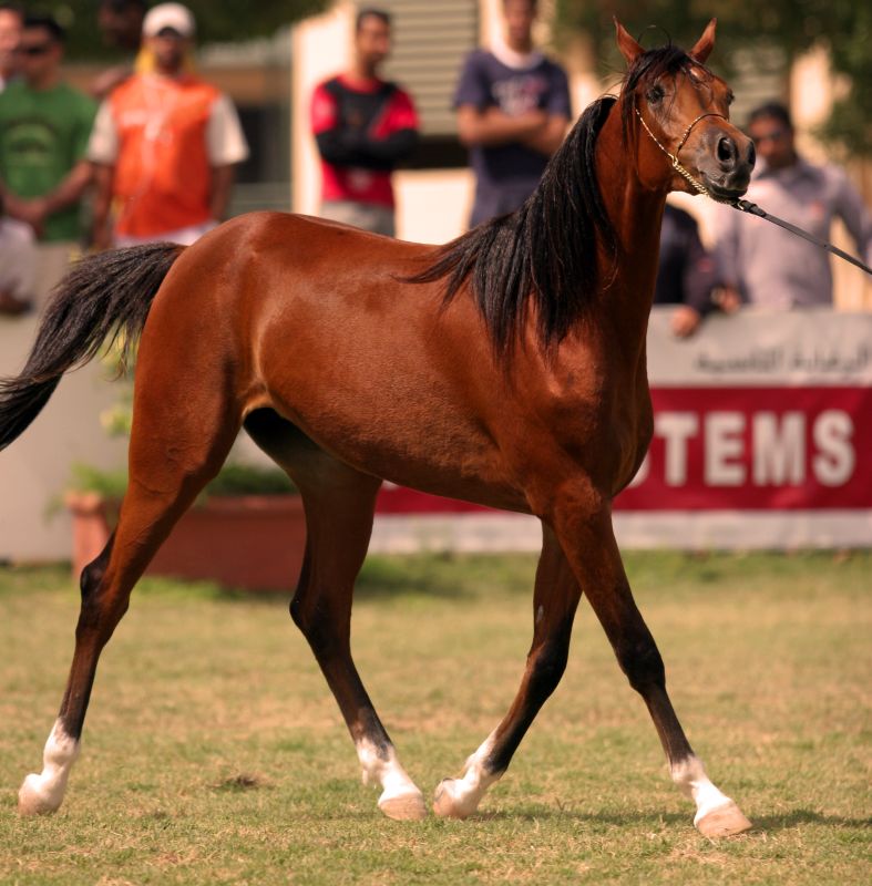 Сколько стоит верховые. Конь арабская чистокровная лошадь. Лошади породы арабская чистокровная. Арабская чистокровная лошадь. Арабская чистокровная некрашеная.
