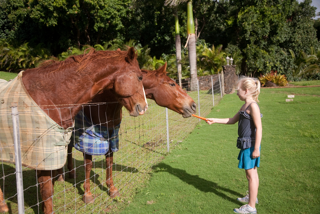 Hevosille porkkanaa Havaijilla