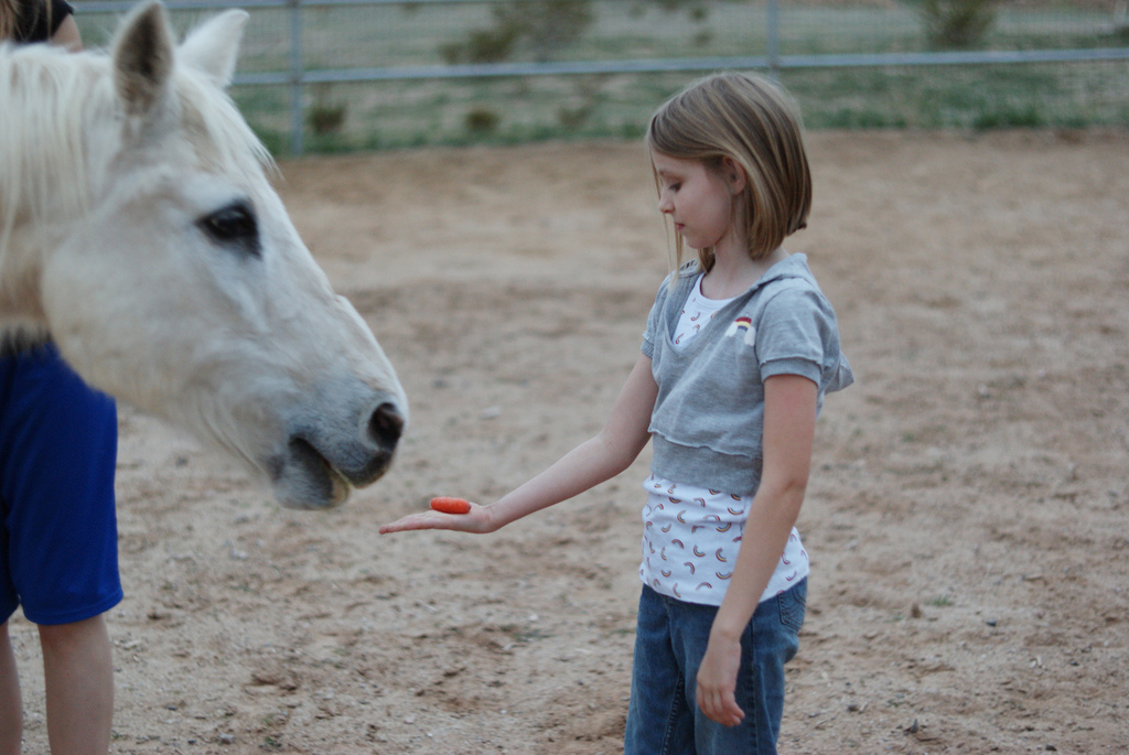 Hevosille porkkanaa, Arizona USA