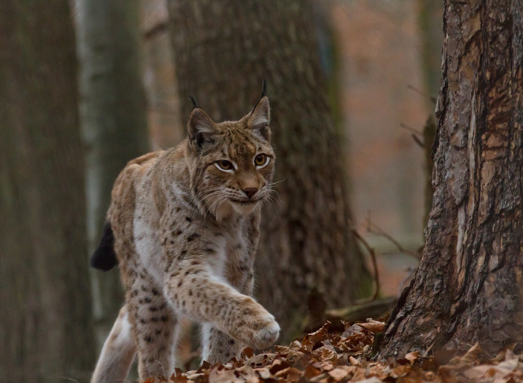 Ilves Lynx lynx