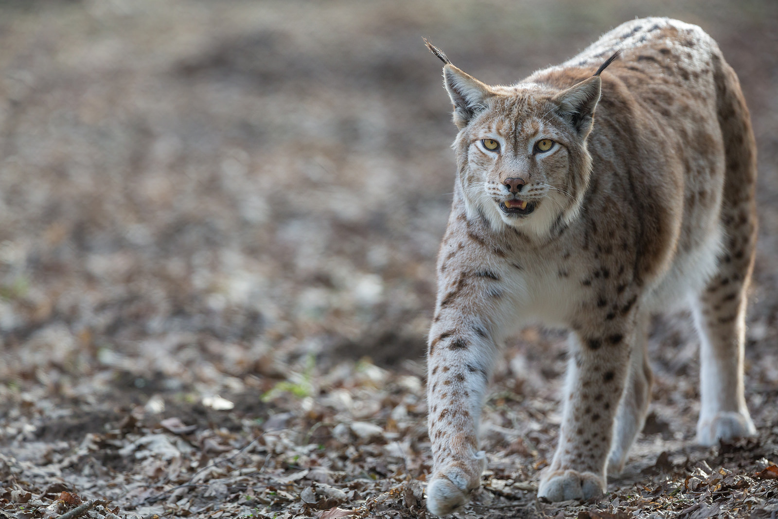 Ilves Lynx lynx