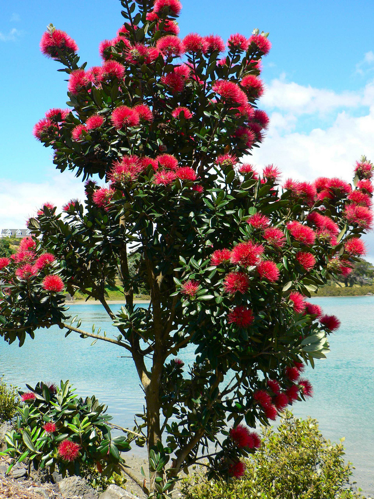 Uuden-Seelannin joulupuu