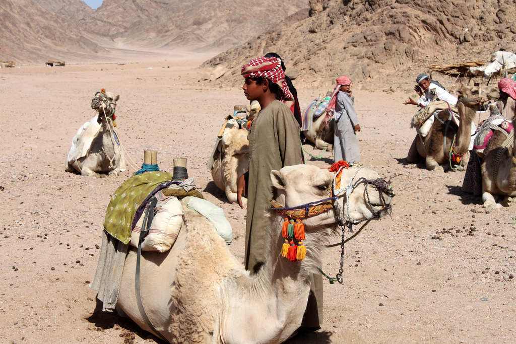 Beduiinipoika ja kamelit