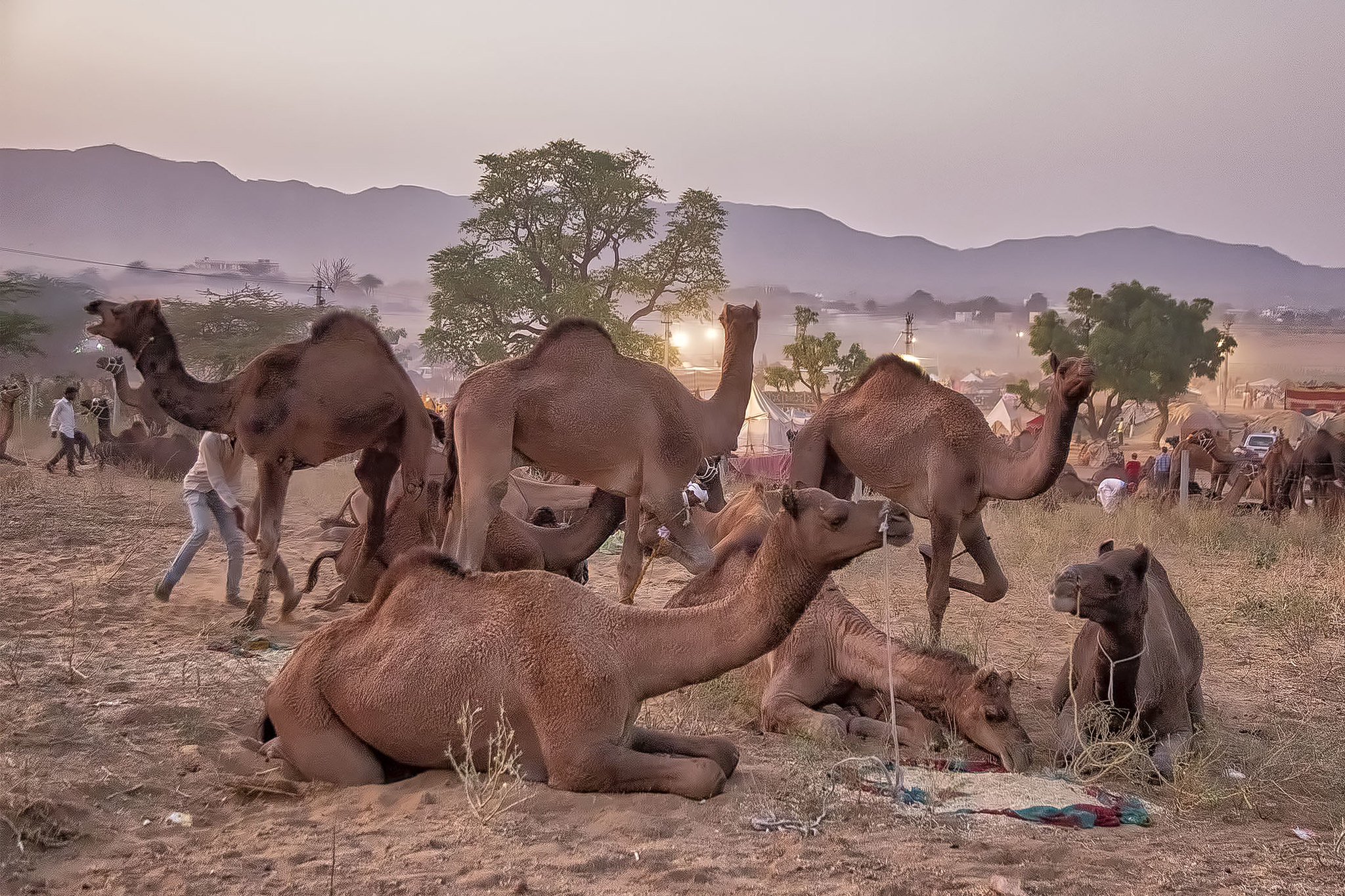 Intian kamelit