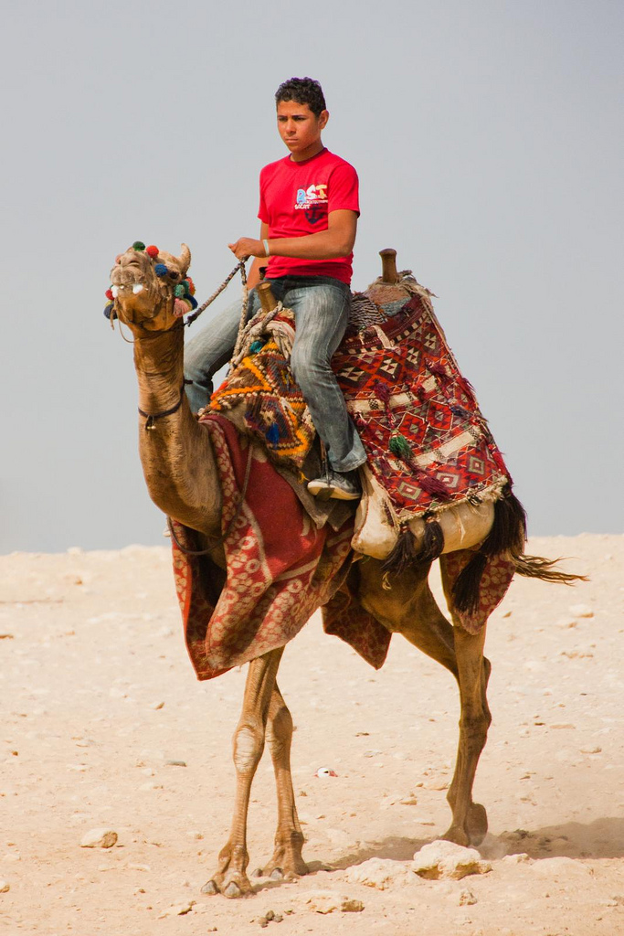Kameliratsastaja Egyptissä