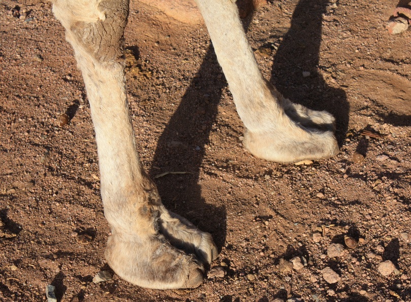 Camel toes