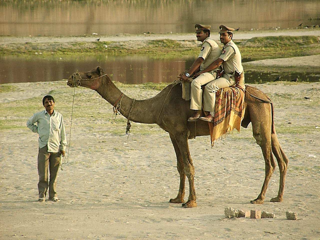 Intian kameliratsupoliisi