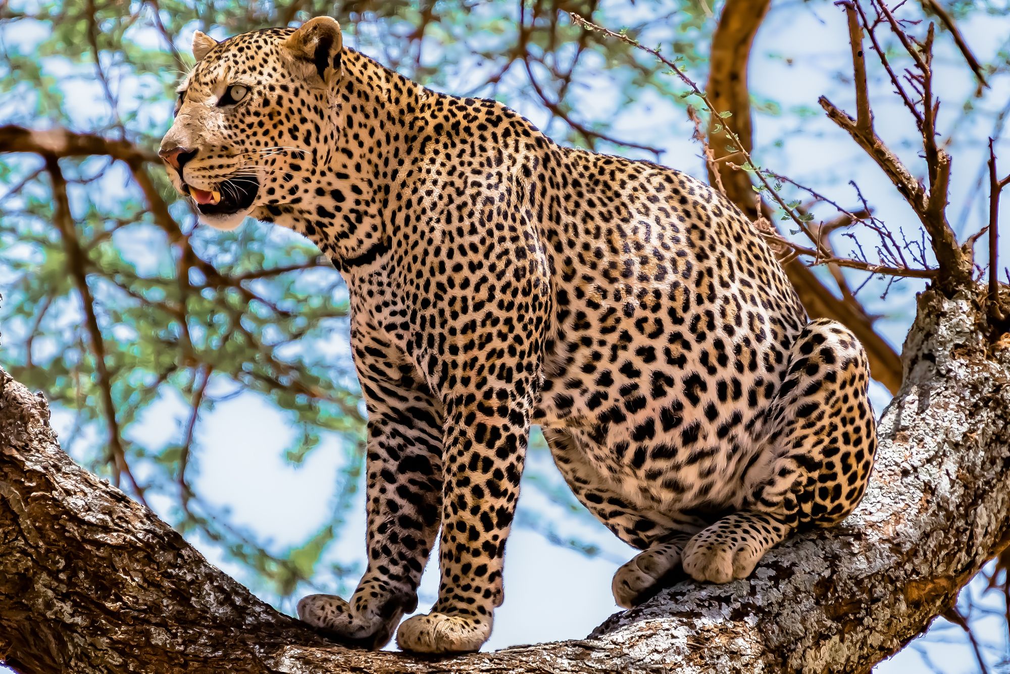 Afrikanleopardi
