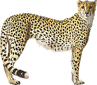 Gepardin Huippunopeus