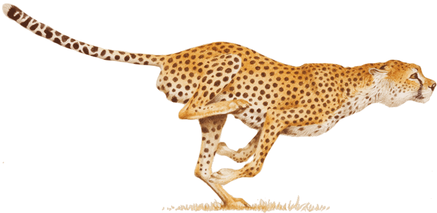Gepardi