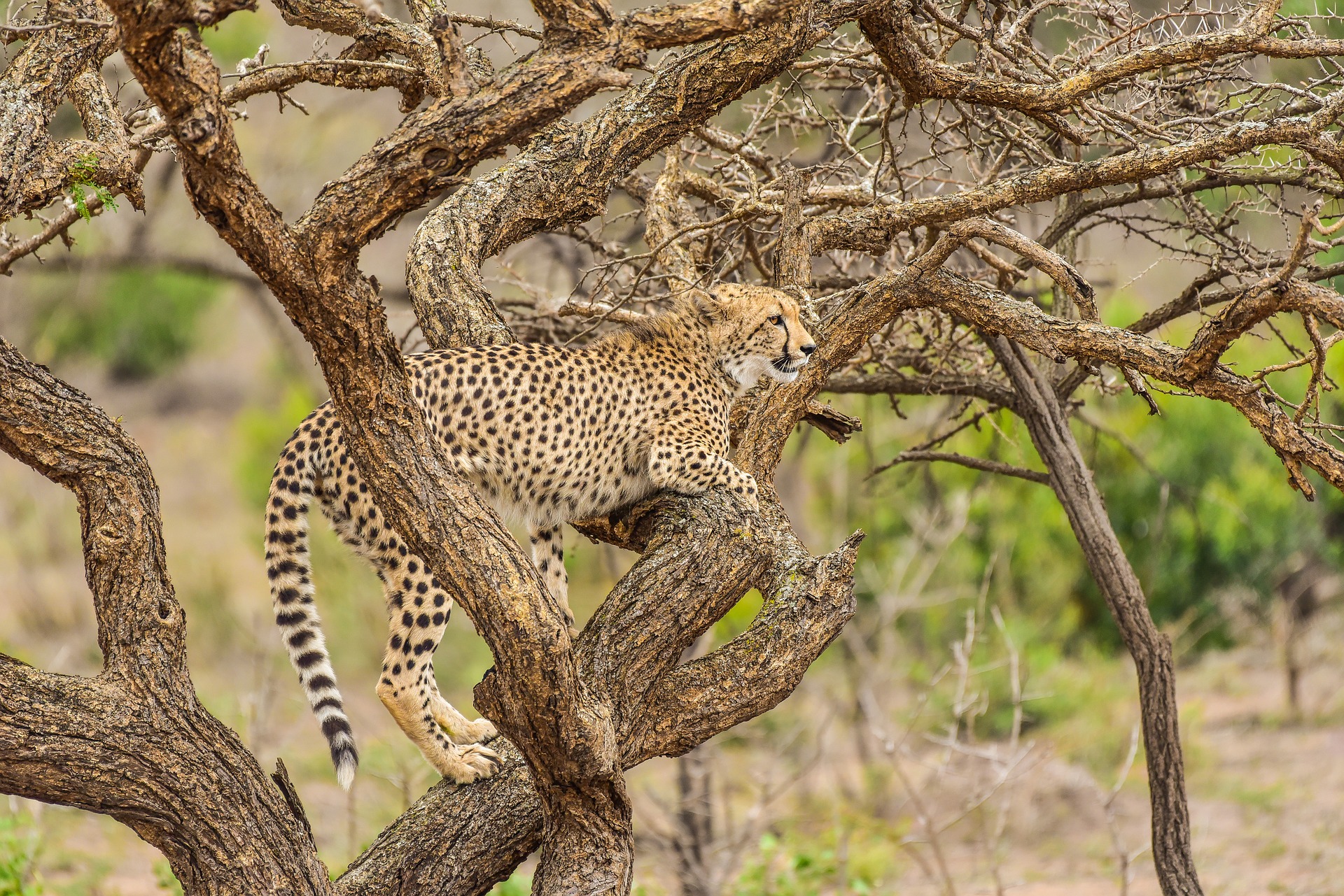 Gepardi puussa