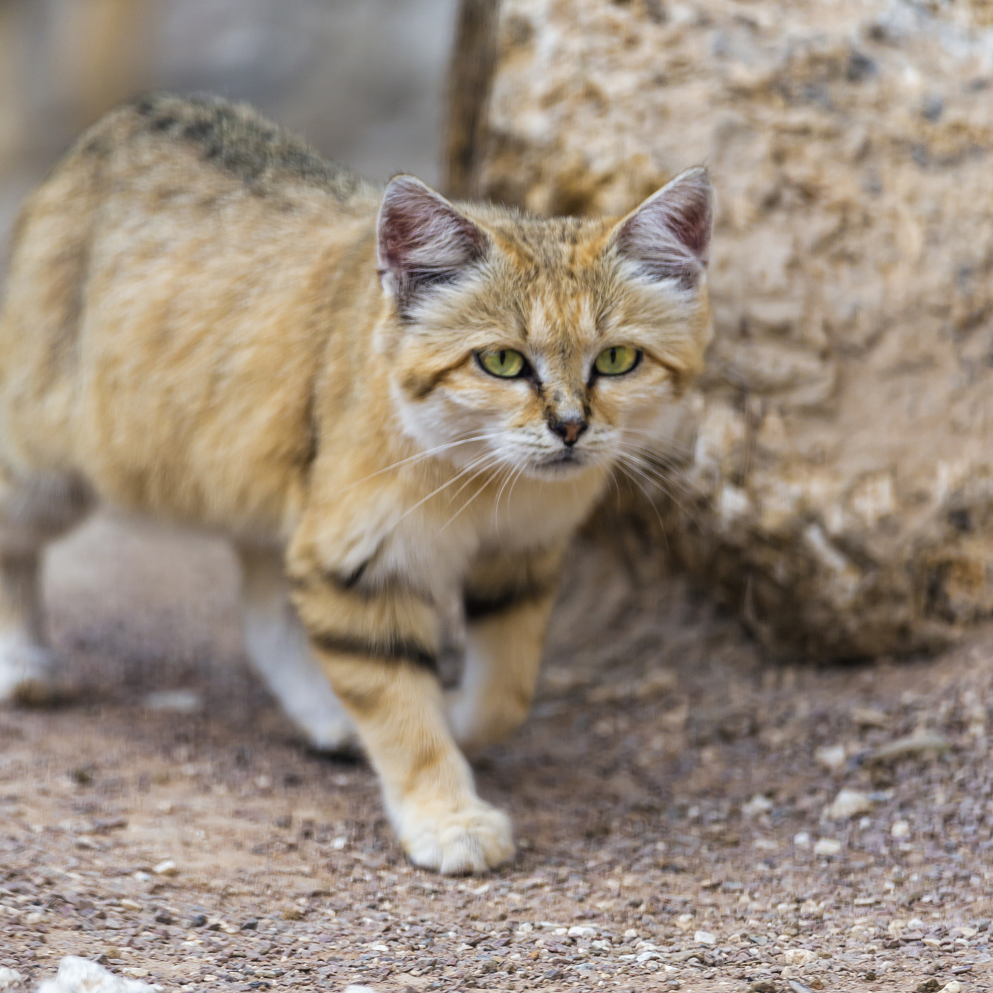 Кошка пустыни. Барханный кот. Песчаная барханная кошка. Песчаная кошка (Felis Margarita). Барханный кот в пустыне.