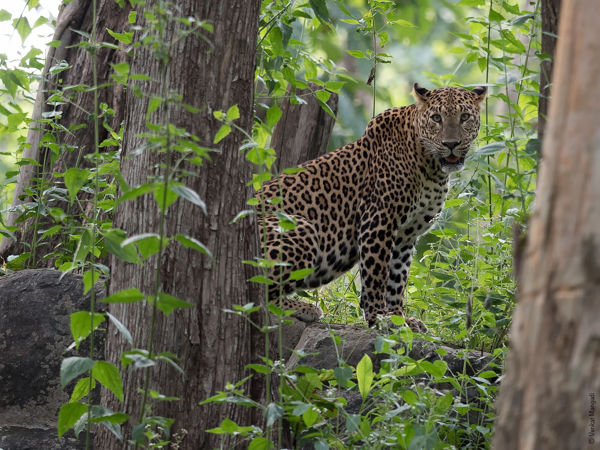 Intianleopardi