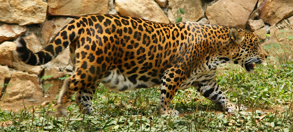 Jaguaari