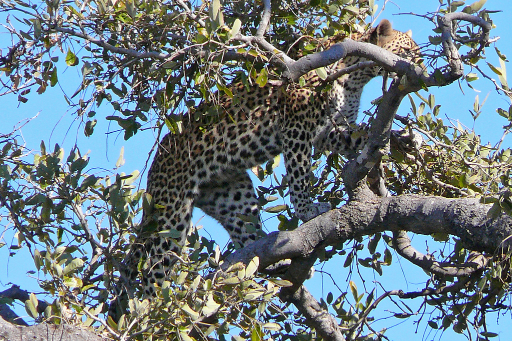 Leopardi