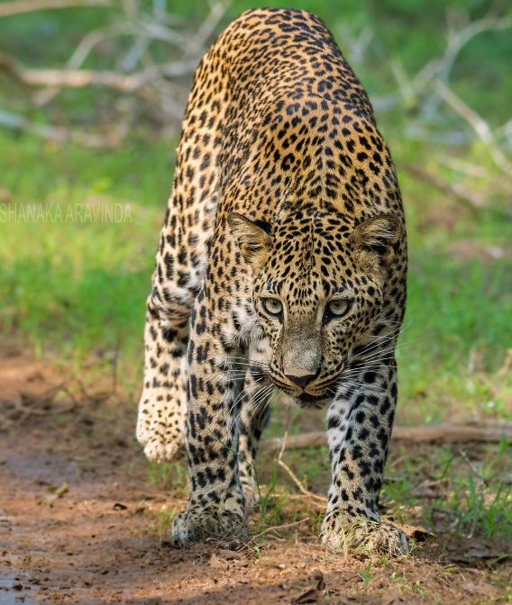 Srilankanleopardi