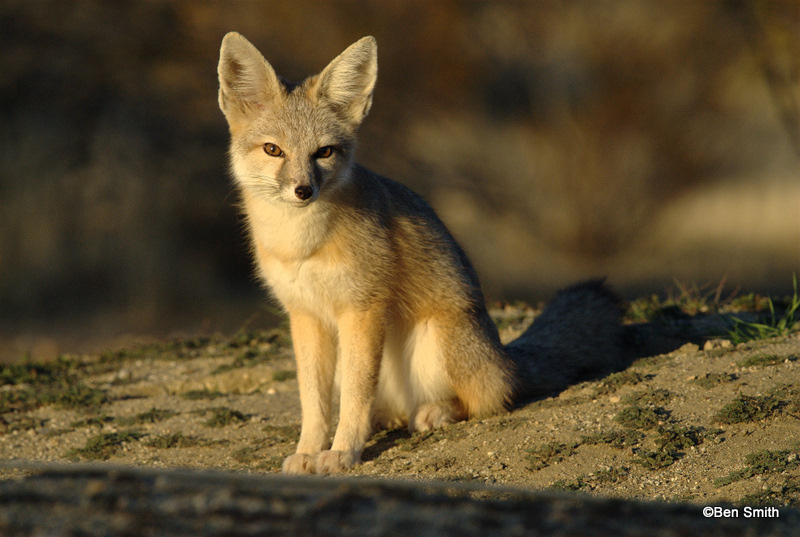 Kit fox