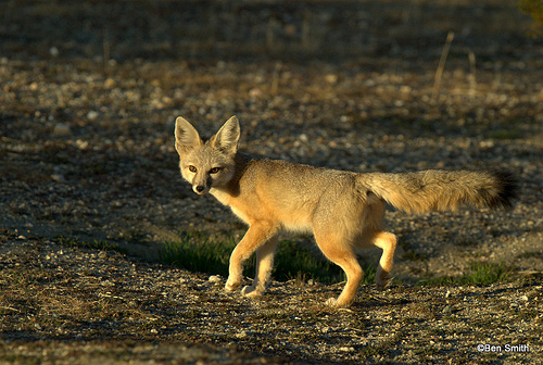 Kit fox Vulpes macrotis