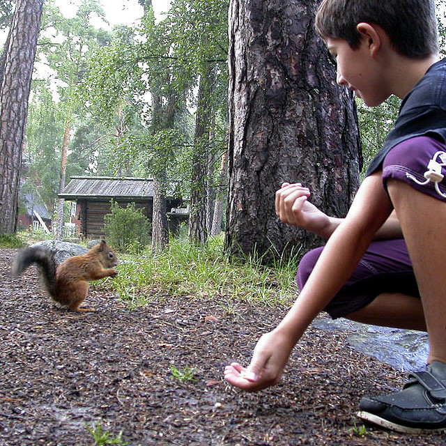 Orava ruokailee