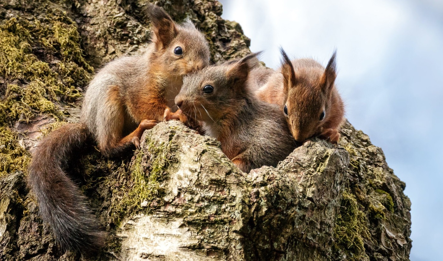 Oravan poikaset