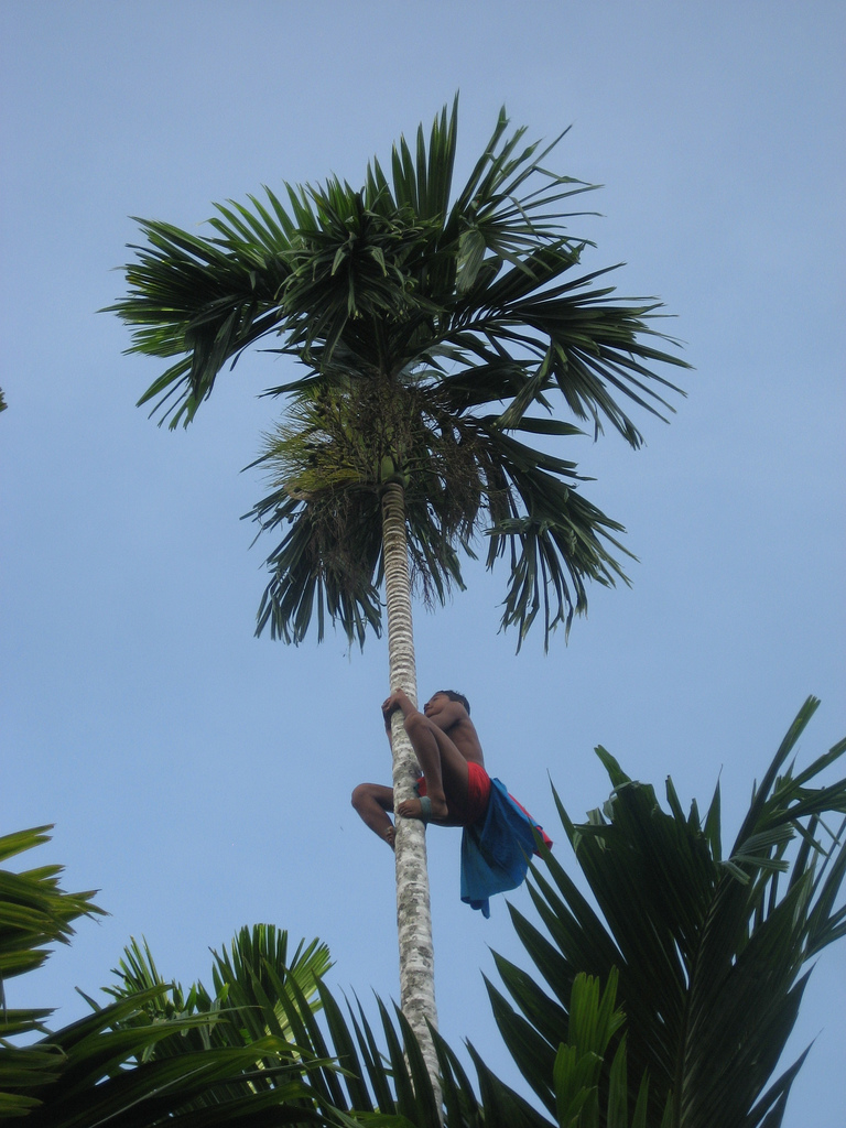 Kiipeämistä kookospalmuun