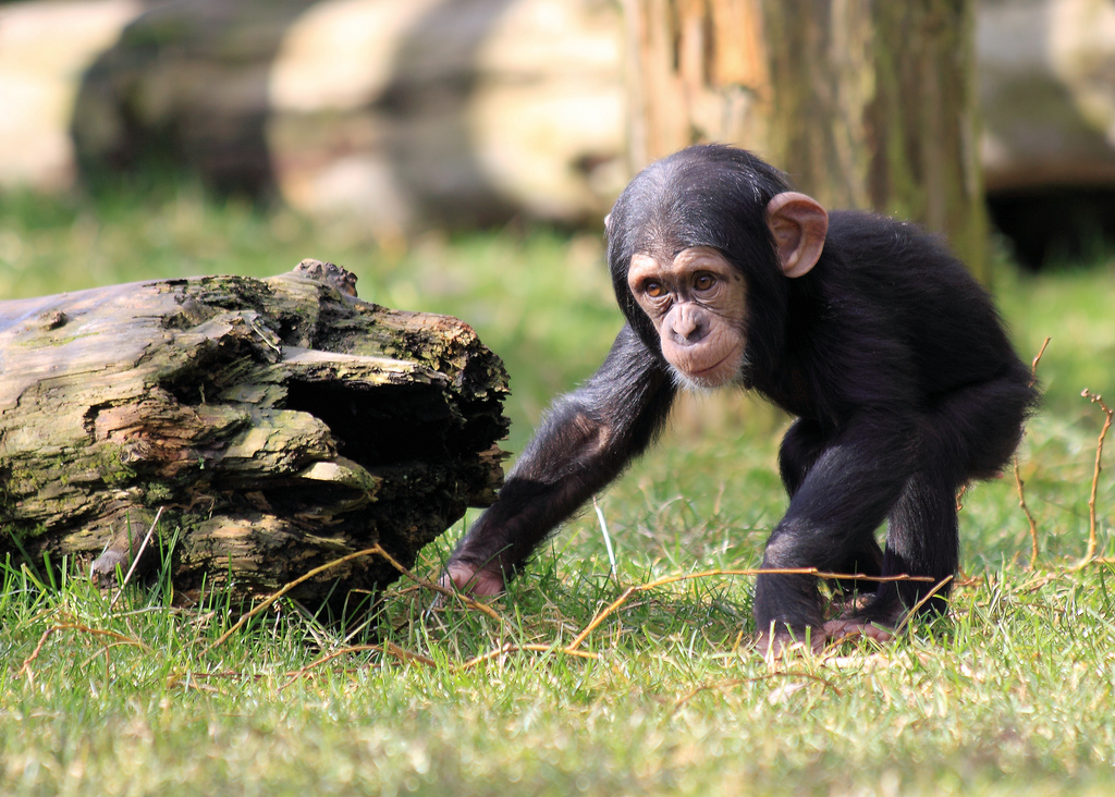 Simpanssilapsi