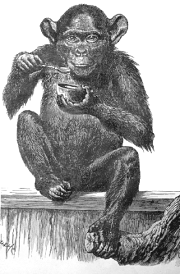 Simpanssi syömässä