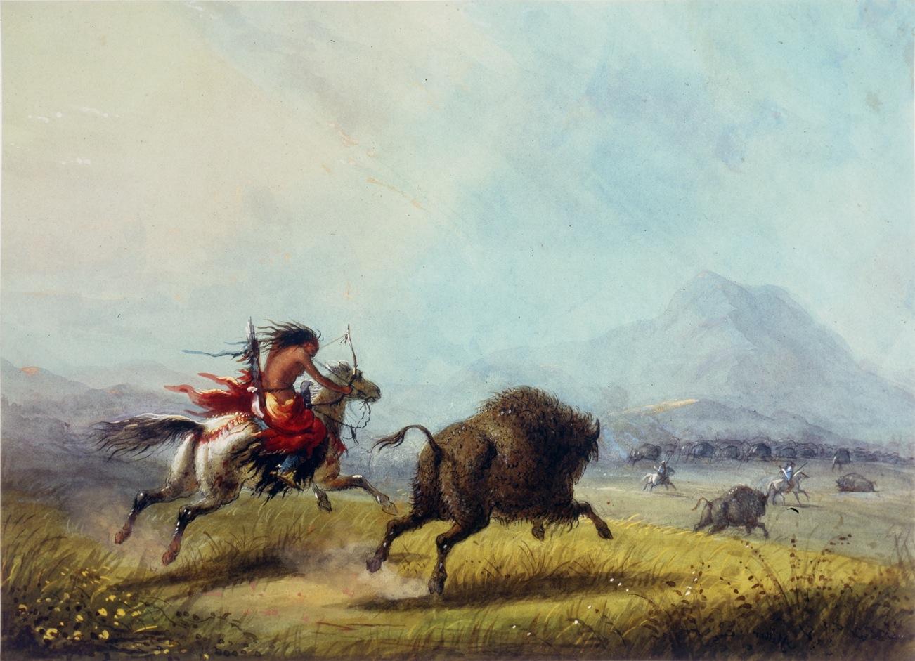 Buffalo Chase by a Female